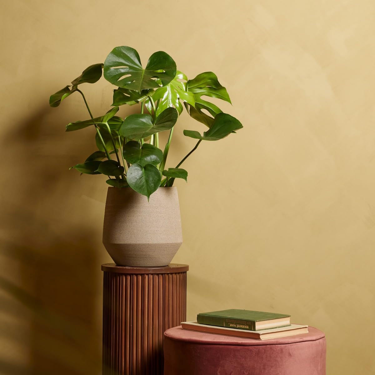 plnts-rareplnts-monstera-deliciosa-zimmerpflanze-65cm-17cm-topf image 6
