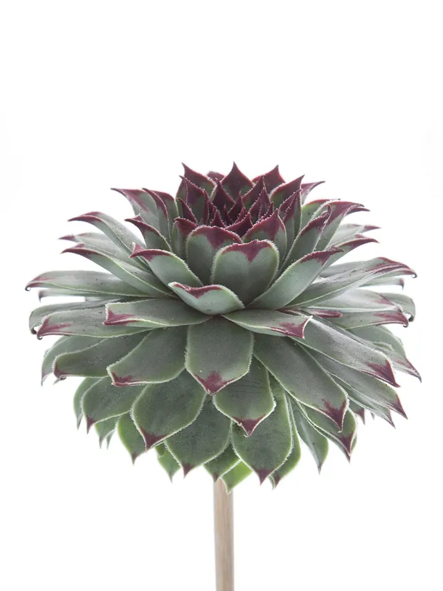 blumigo-sukkulenten-sempervivum-tectorum-gr-n-schwarz image 1
