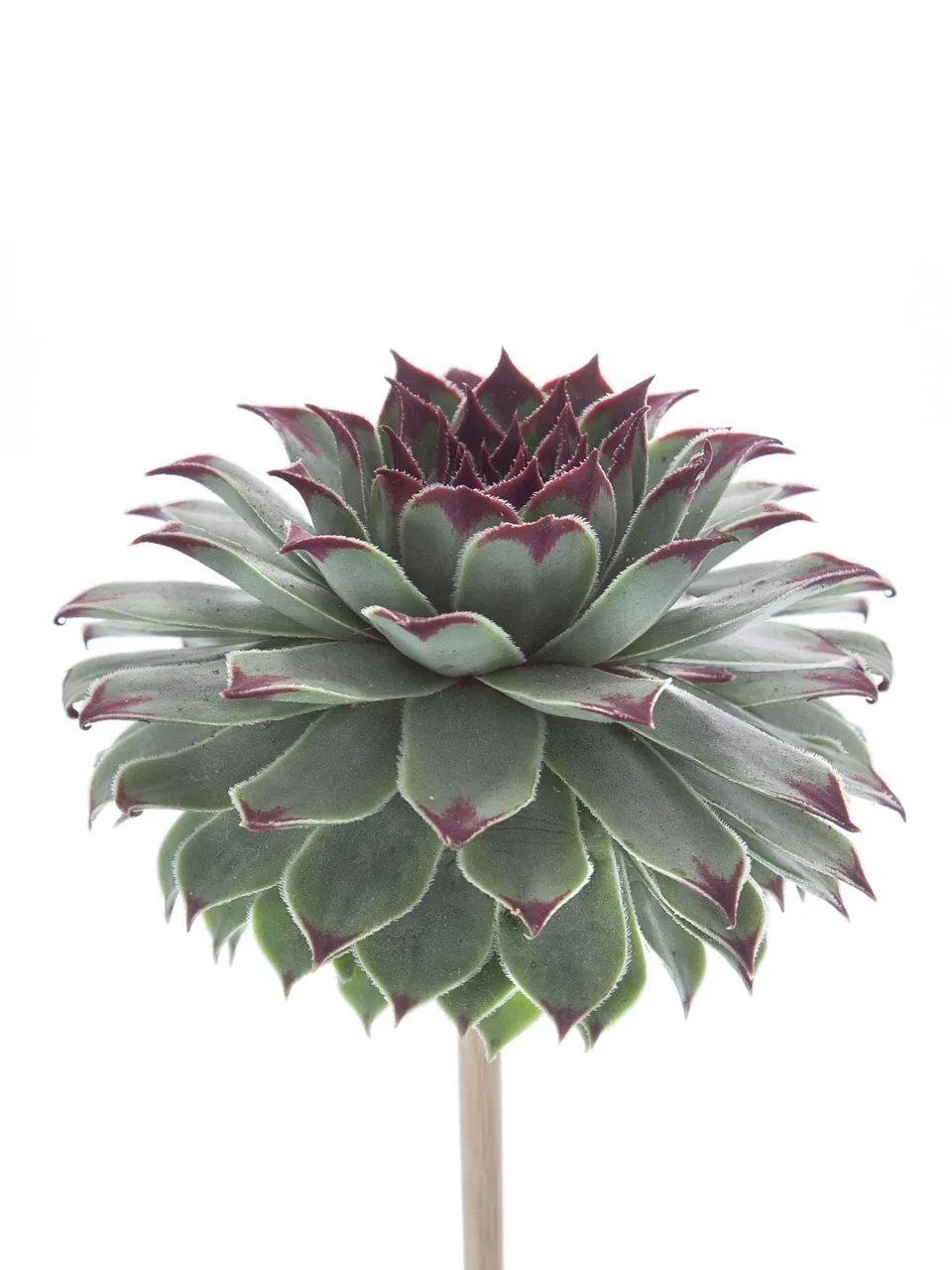 blumigo-sukkulenten-sempervivum-tectorum-gr-n-schwarz image 1