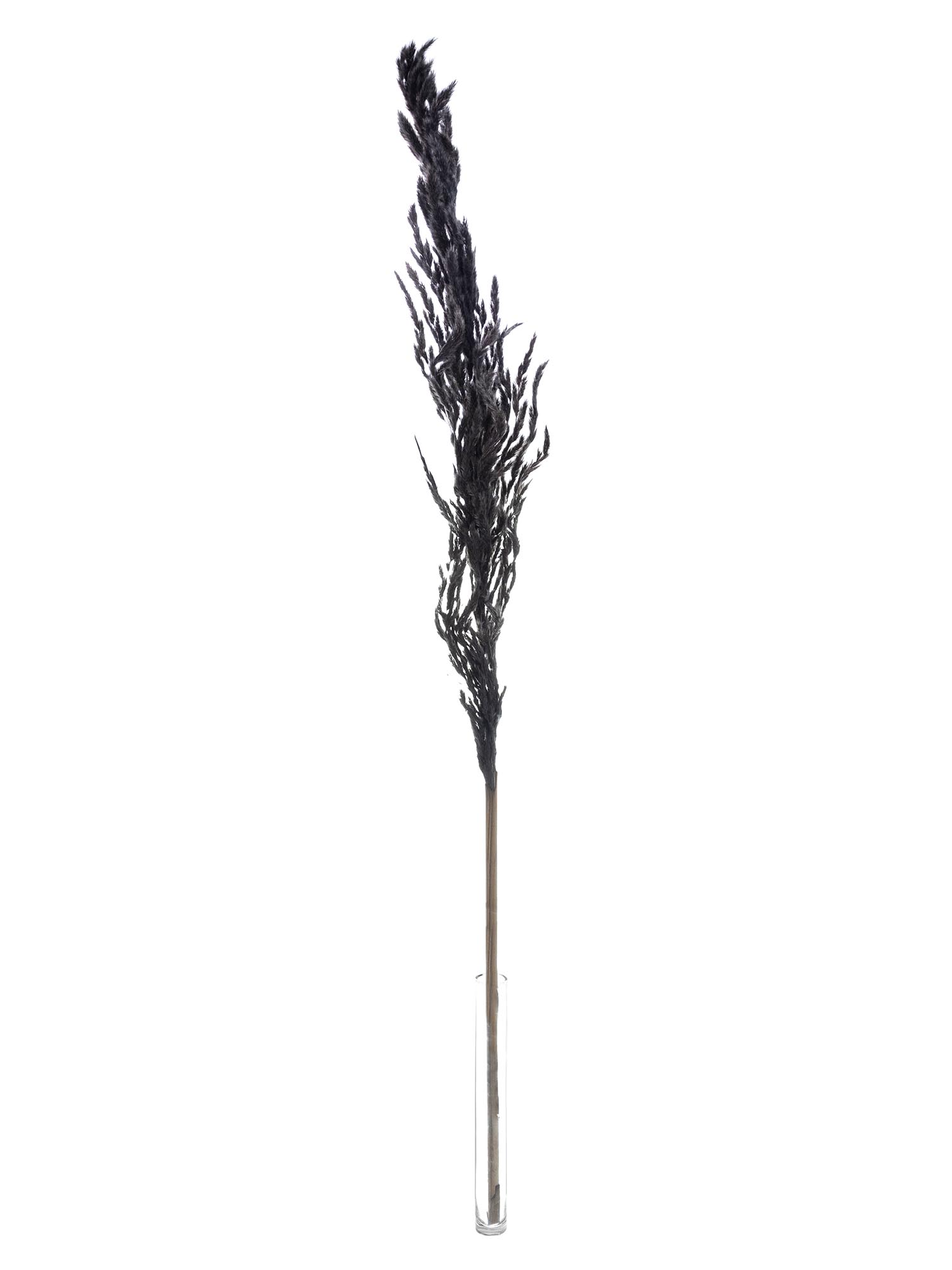 blumigo-pampasgras-erianthus-schwarz-trockendeko image 3