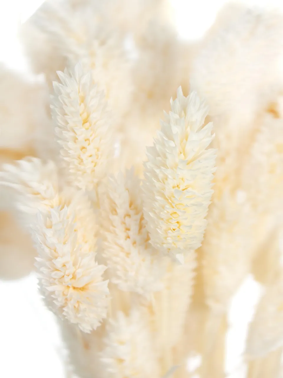 blumigo-phalaris-glanzgr-ser-trockenblumen-creme-wei image 1