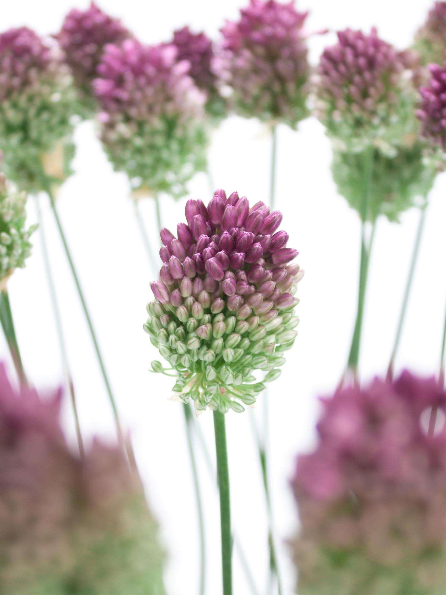 blumigo-fr-hlingsknollen-allium-spaerocephal-violett image 1
