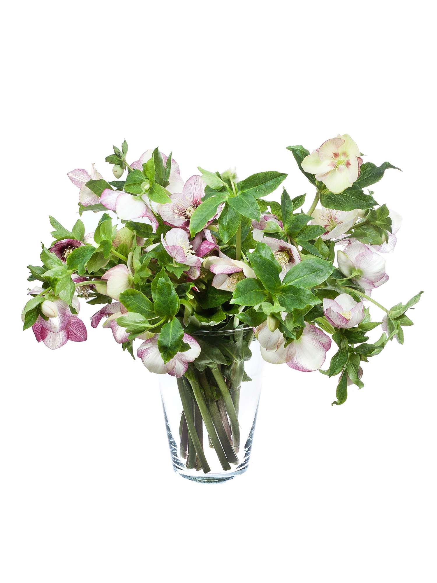 blumigo-queens-picotee-christrosen-schnittblume-rosa-wei image 2