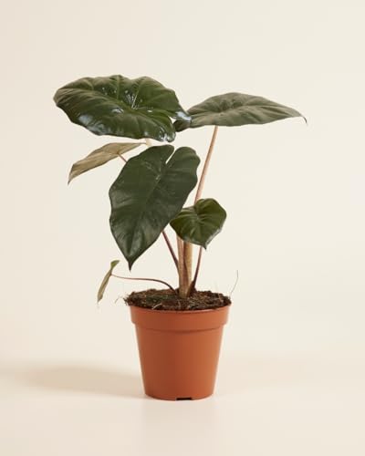 plnts-rareplnts-alocasia-yucatan-princess-pfeilblatt-14cm image 8