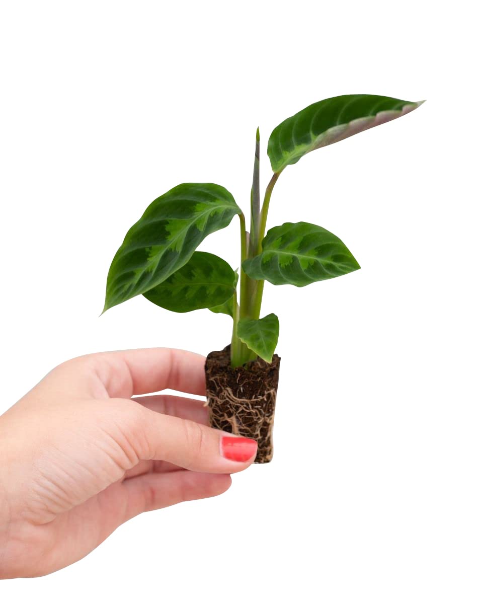 plnts-babyplnts-calathea-warscewiczii-zimmerpflanze-12-cm image 1