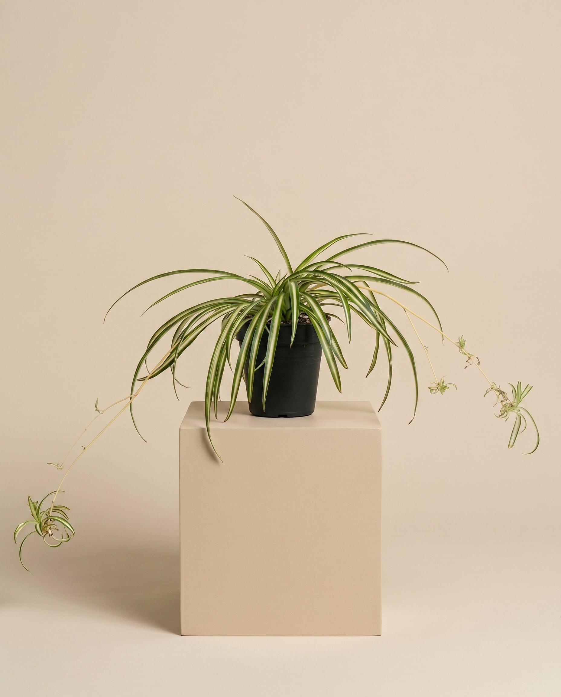 feey-gr-nlilie-chlorophytum-zimmerpflanze-tierfreundlich image 3