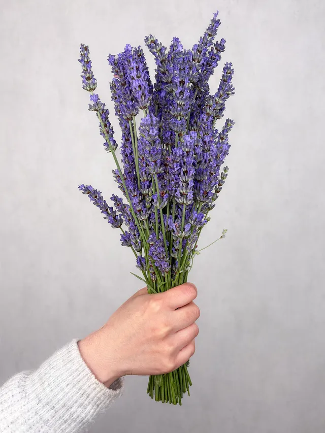 blumigo-lavendel-frisch-geschnitten-bindegr-n-bund image 1