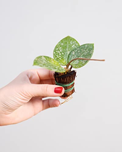 plnts-babyplnts-hoya-parasitica-babypflanze-10-cm-wachsblume image 7