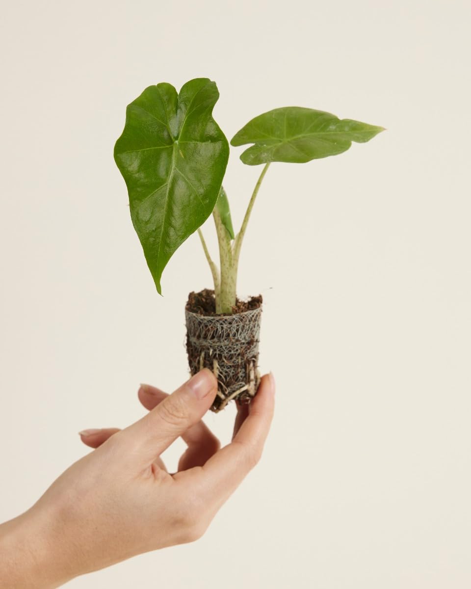 plnts-babyplnts-alocasia-portodora-zimmerpflanze-20-cm-gr-n image 2