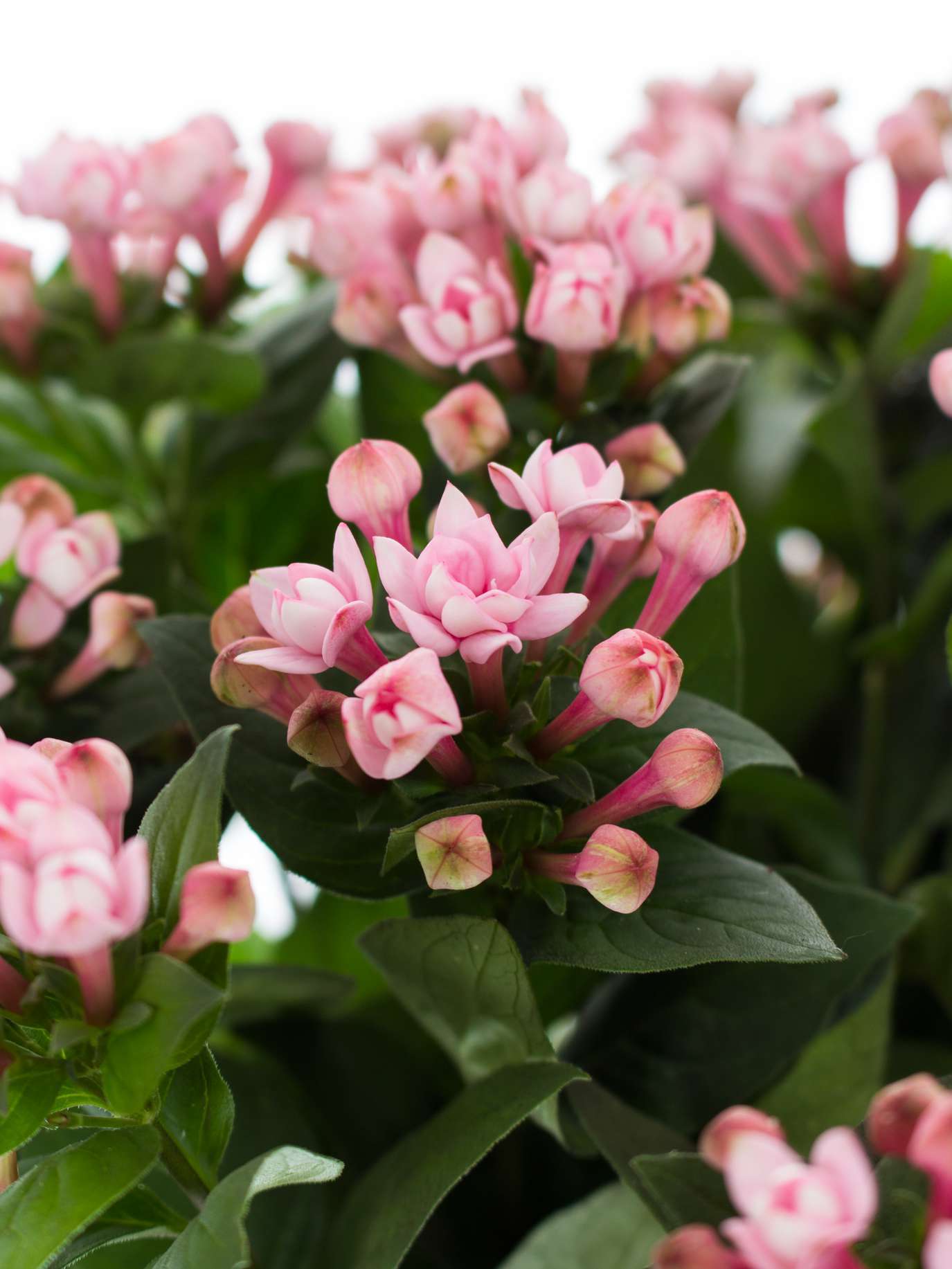 blumigo-blattwerk-bouvardie-diamond-dark-pink-schnittblume-pink image 1