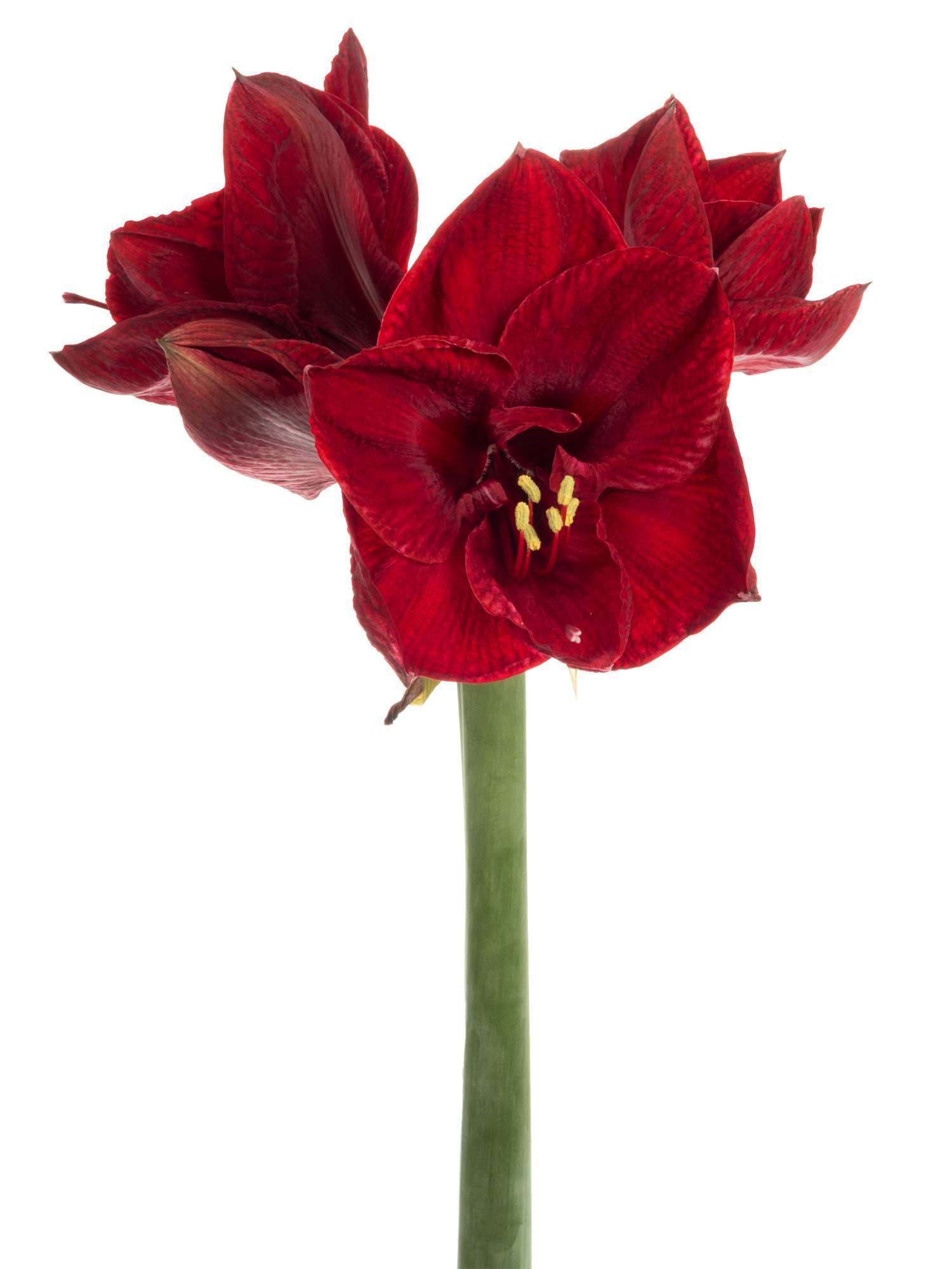 blumigo-amaryllis-tinto-night-schnittblume-dunkelrot-f-r-bodenvase image 2