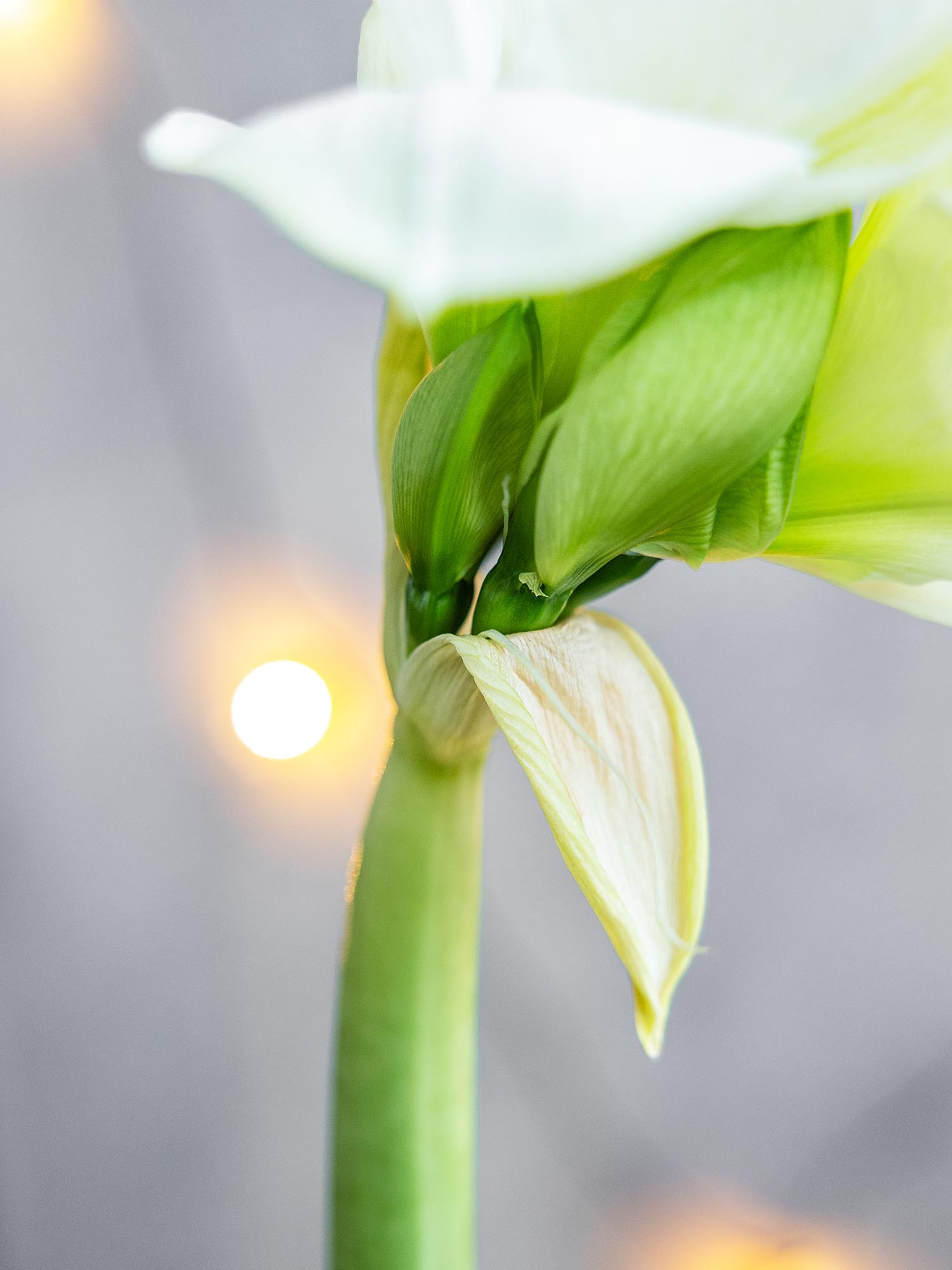 blumigo-amaryllis-casablanca-wei-schnittblume-winter image 4