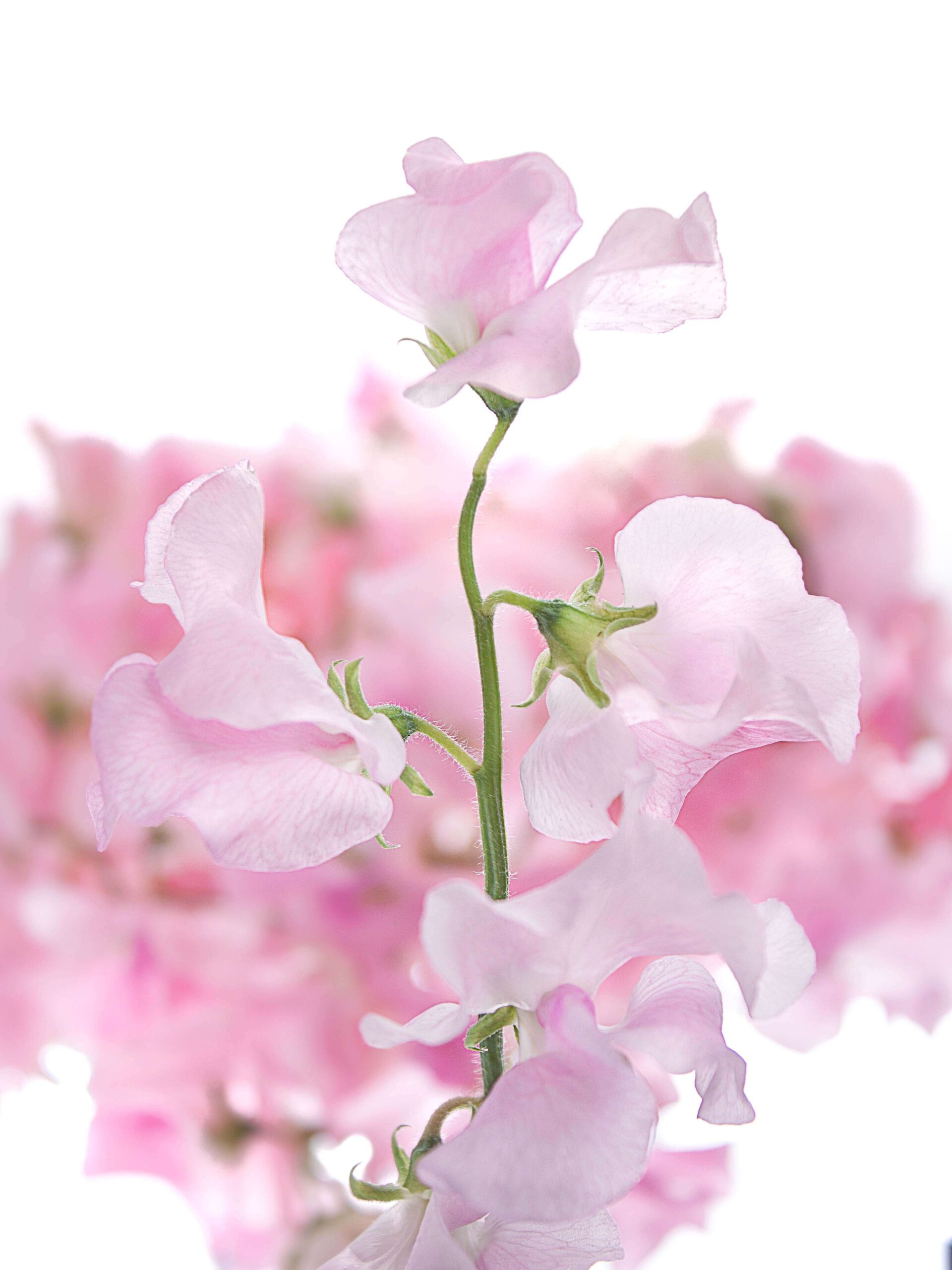 blumigo-rosen-wicken-sunshine-rose-rosa image 1