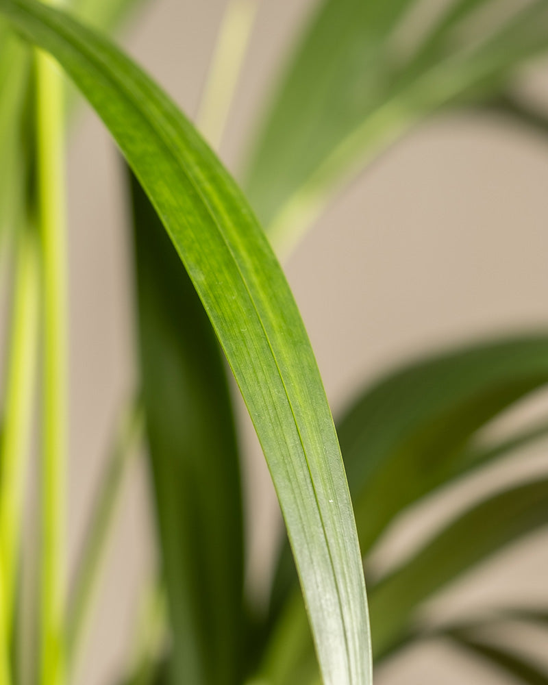feey-variado-kentiapalme-zimmerpflanze-gro-tierfreundlich image 7