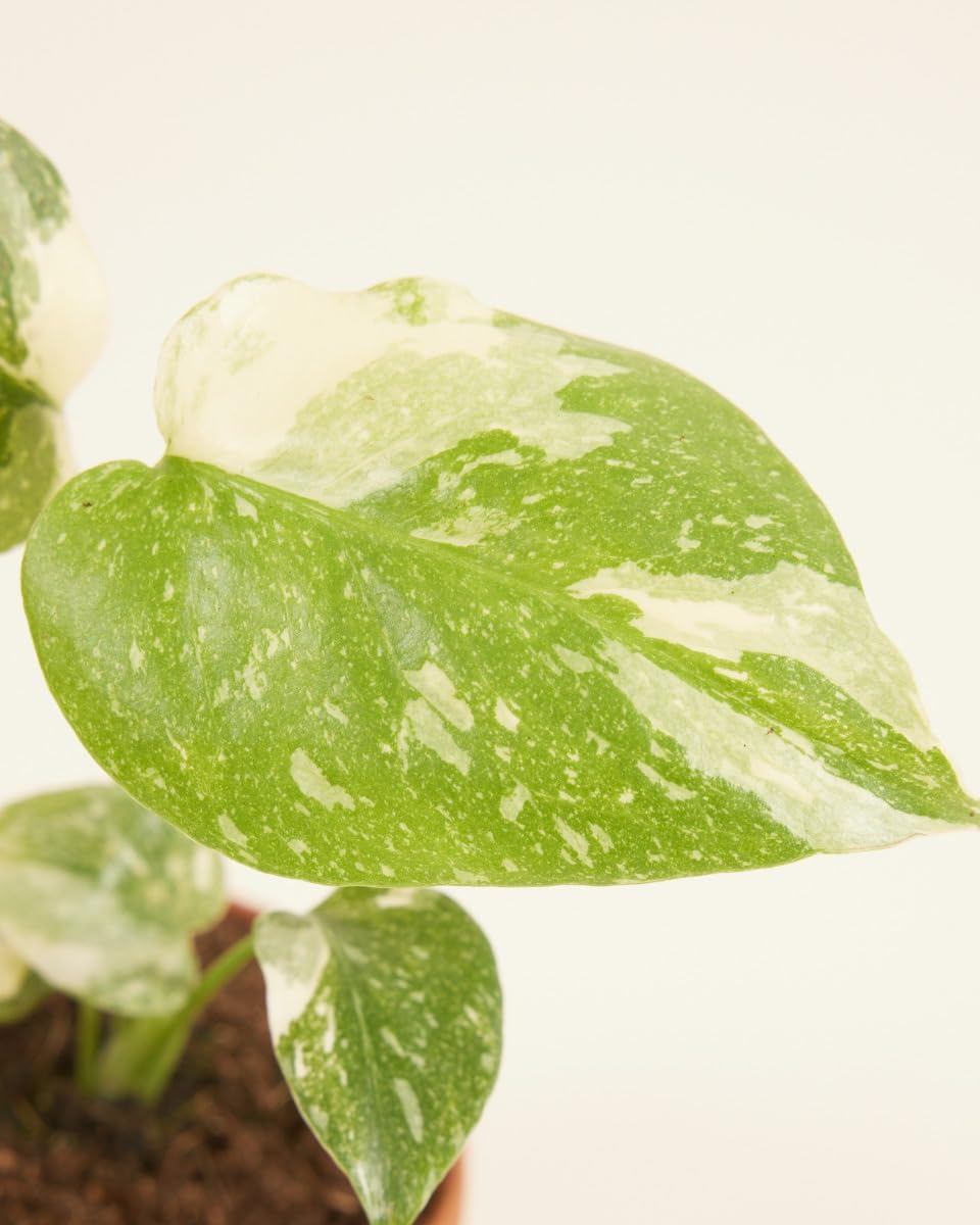 plnts-babyplnts-monstera-thai-constellation-baby-6cm image 3