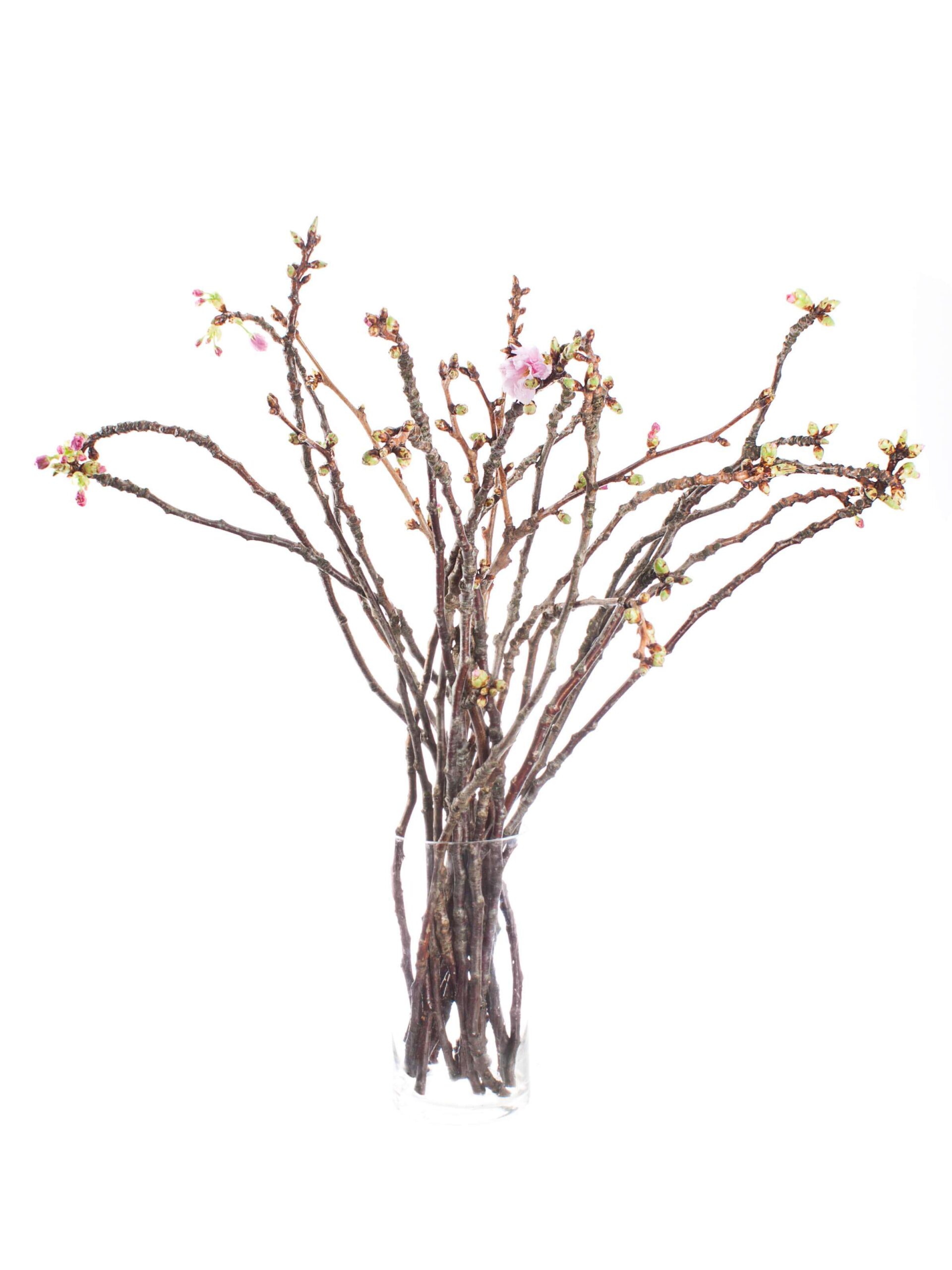 blumigo-prunus-serrulata-bl-tenkirsche-zweige-rosa image 2