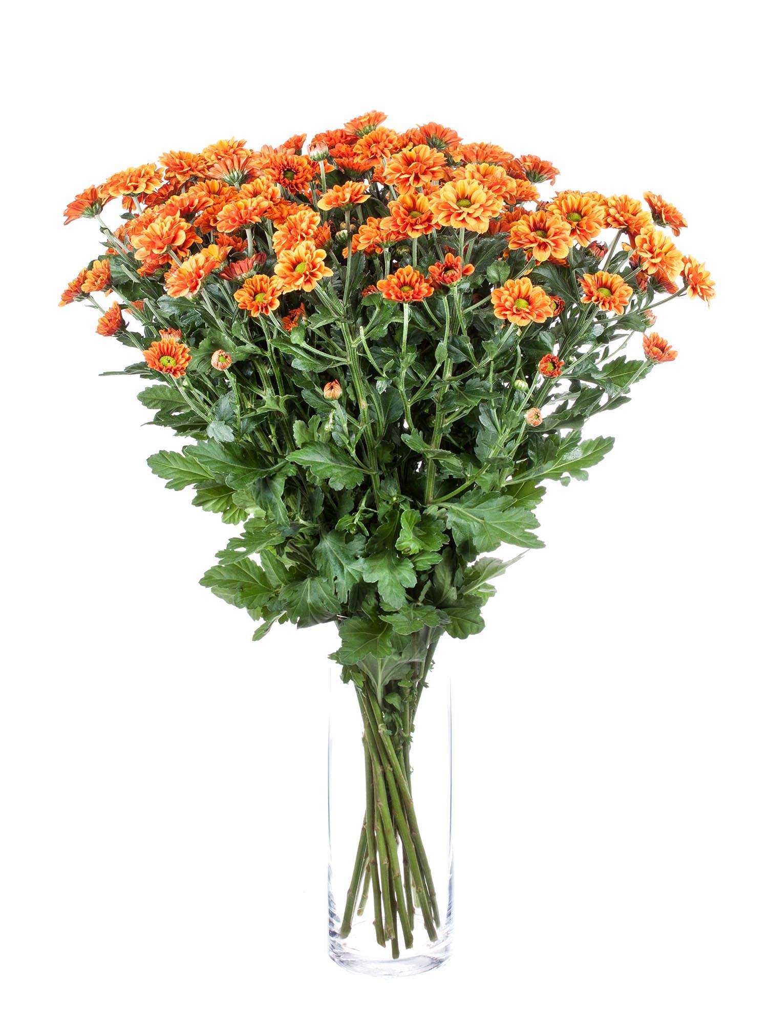 blumigo-chrysanthemen-santinis-monika-schnittblumen-orange image 2