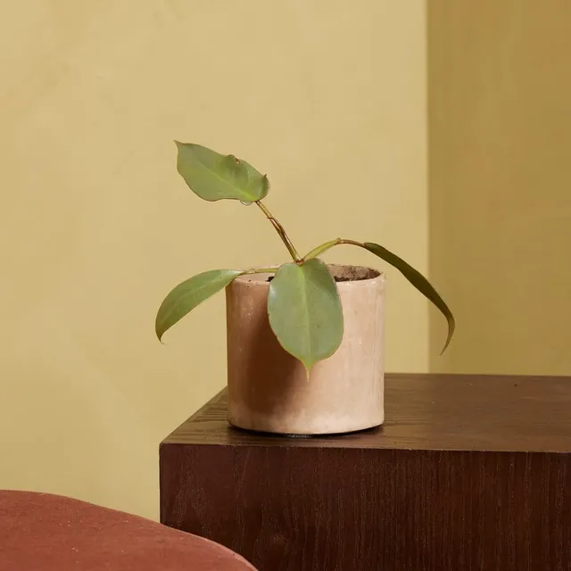 plnts-baby-philodendron-atabapoense-zimmerpflanze-8-cm-pflegeleicht image 1