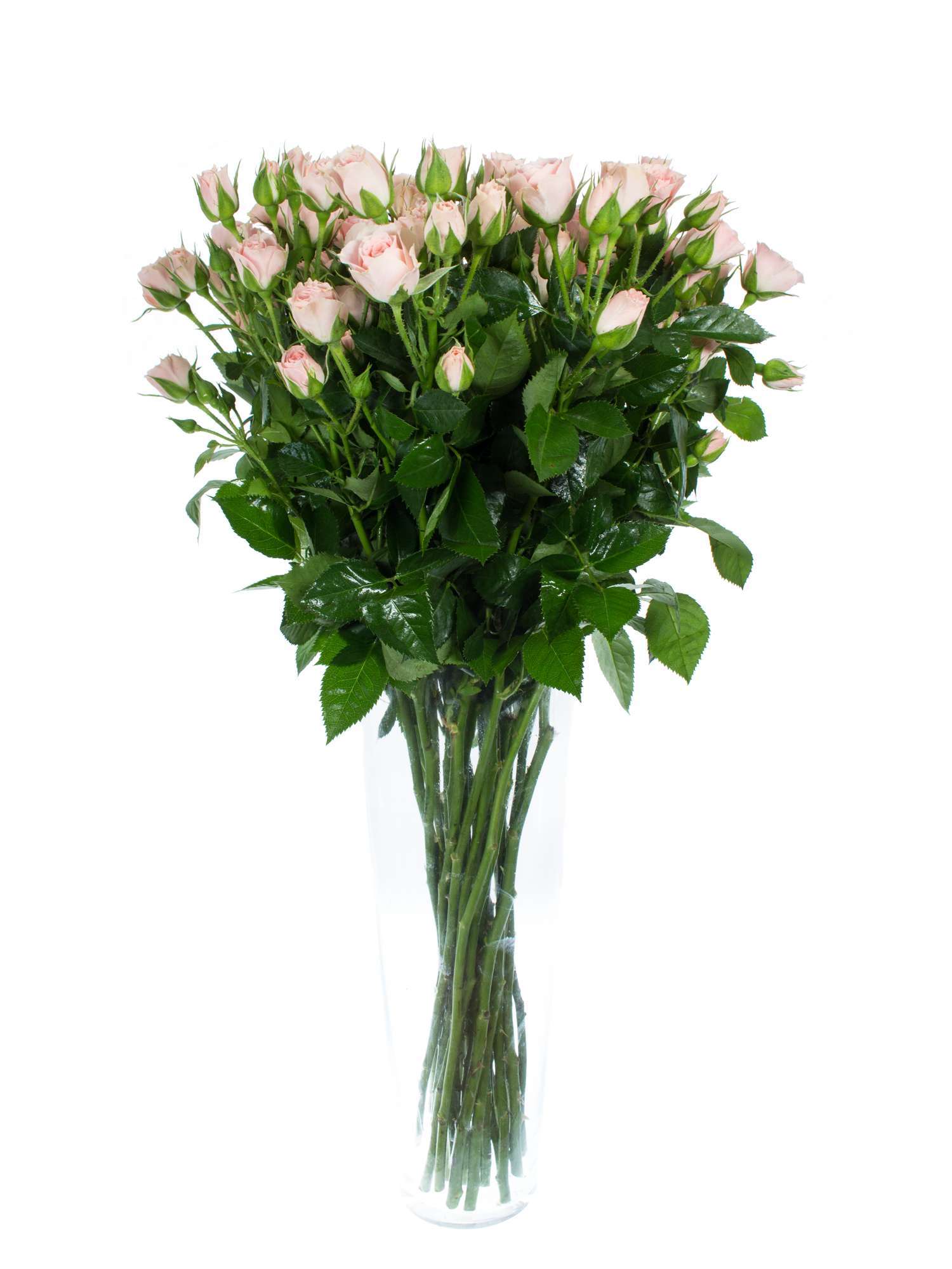 blumigo-rosen-lydia-verzweigt-rosa-bund image 3