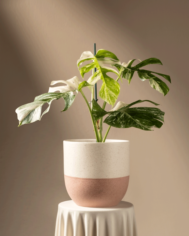 feey-variado-monstera-deliciosa-variegata-zimmerpflanze-panaschiert image 5