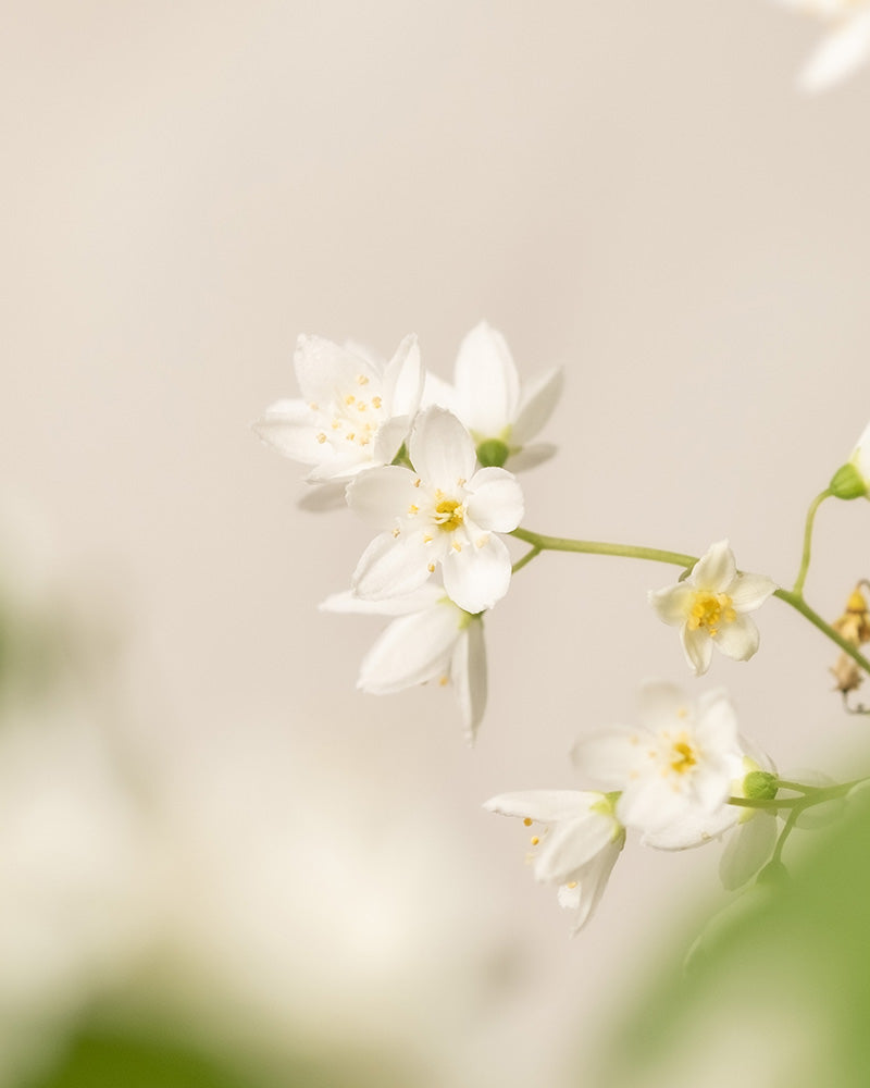 feey-amsterdam-deutzia-gracilis-bl-tenstrauch-ohne-topf image 8