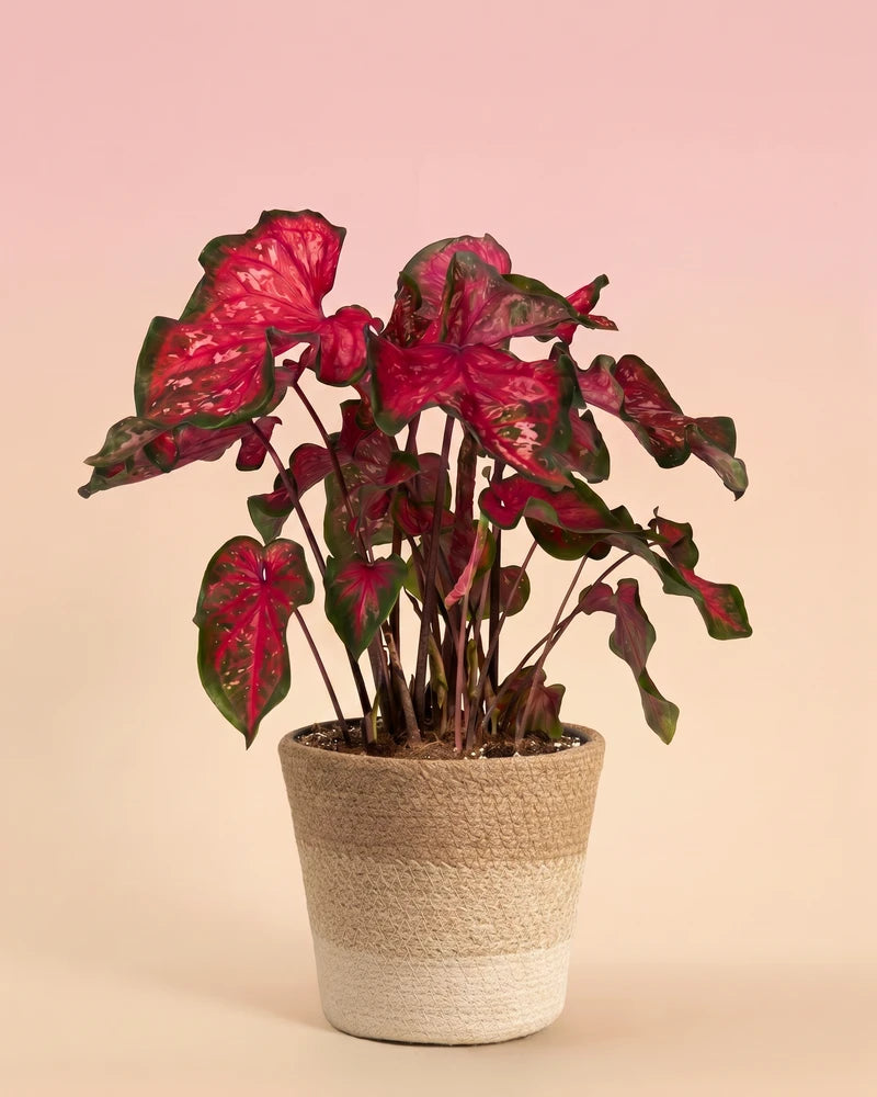feey-variado-caladium-pink-panther-zimmerpflanze-bunte-bl-tter image 7