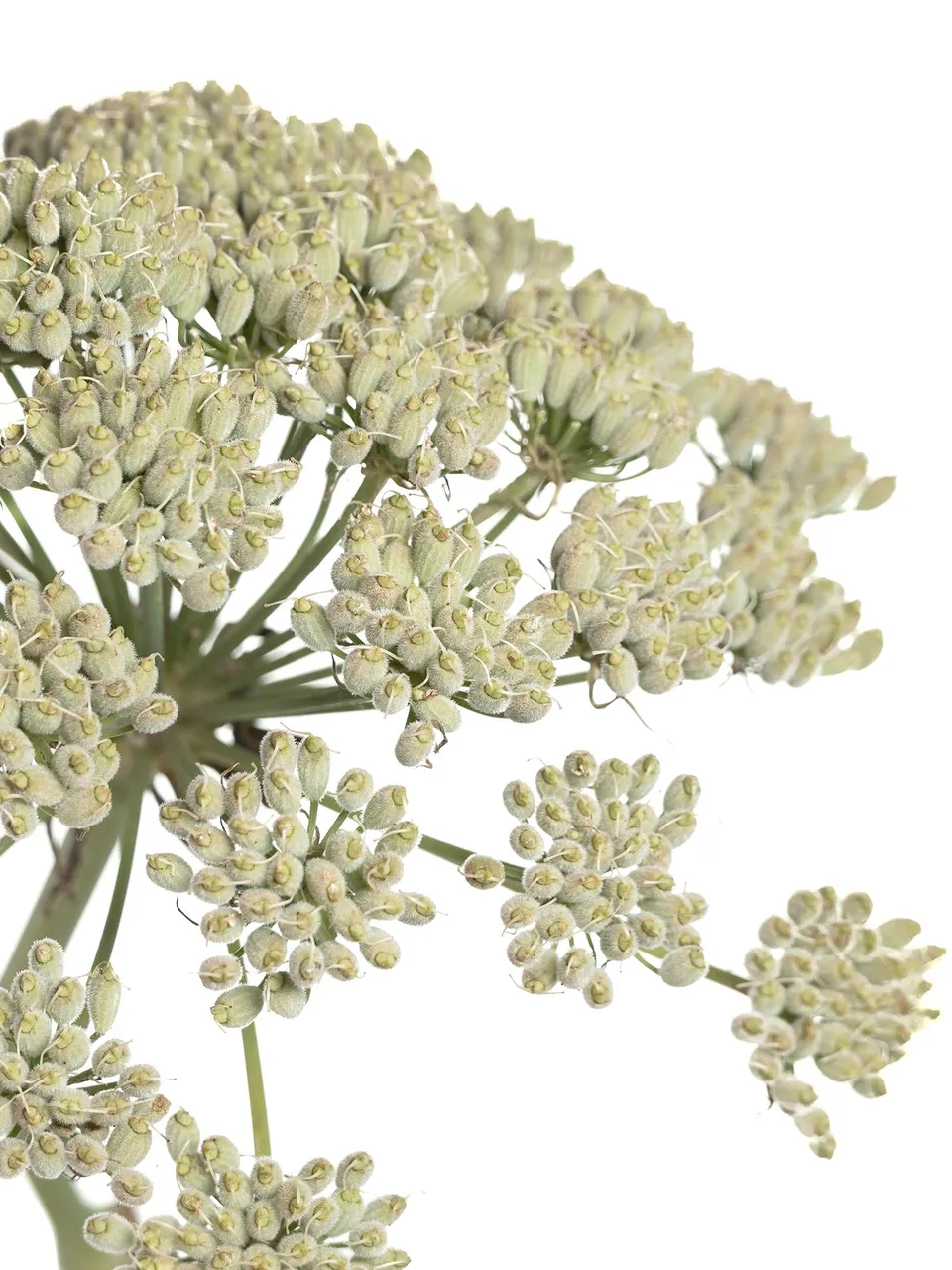 blumigo-blattwerk-und-bindegr-n-riesenfenchel-white-xl-wei-creme image 1