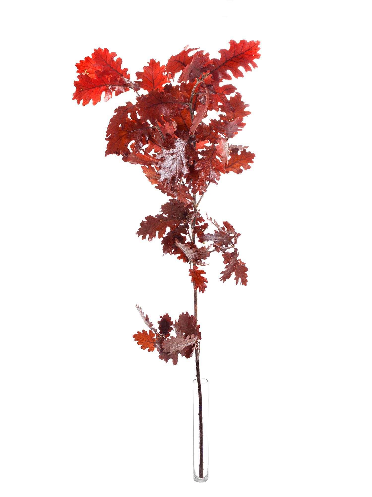 blumigo-trockenblumen-eichenbl-tter-rot-orange image 3