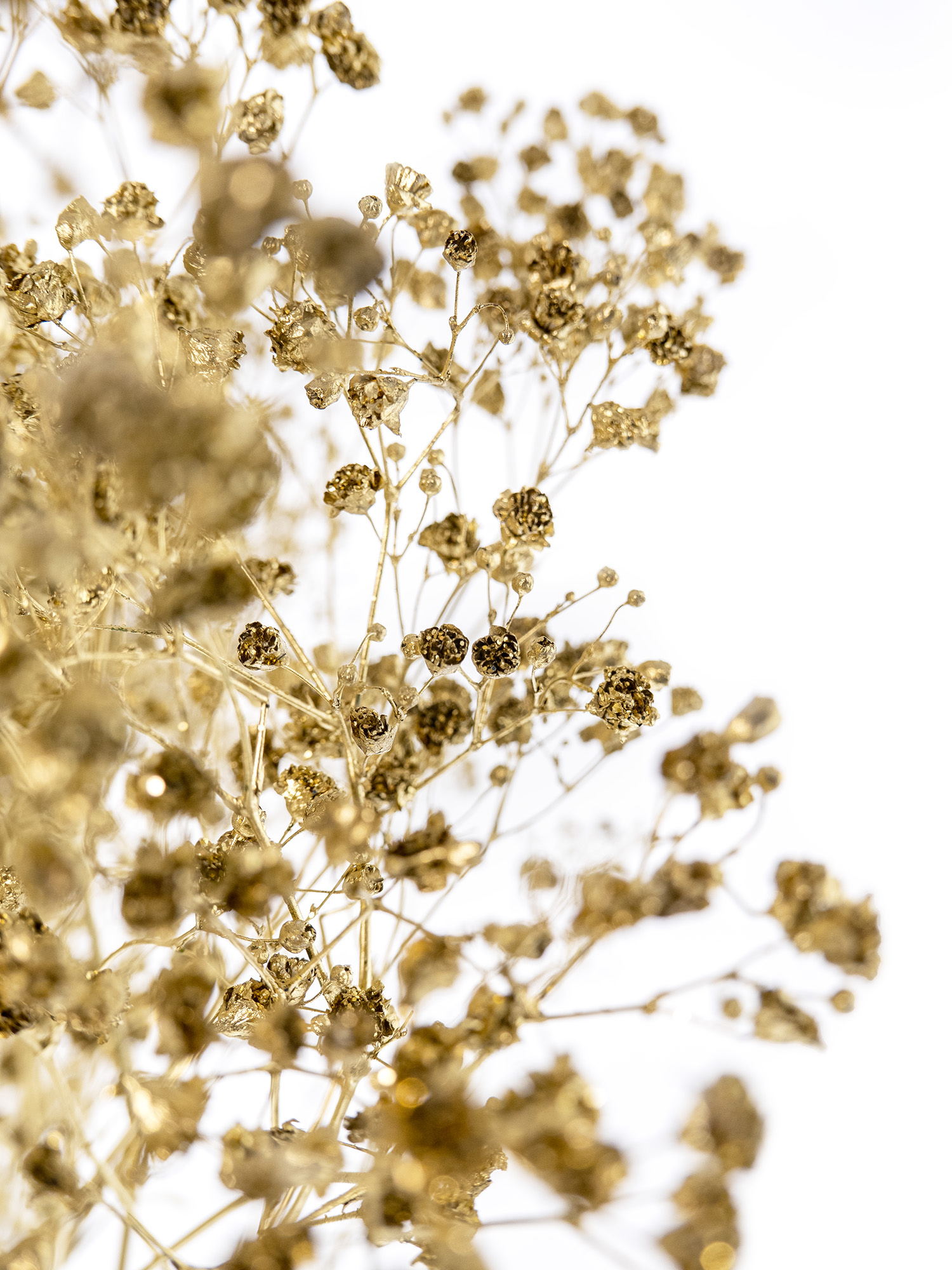 blumigo-schleierkraut-painted-trockenblumen-gold image 6