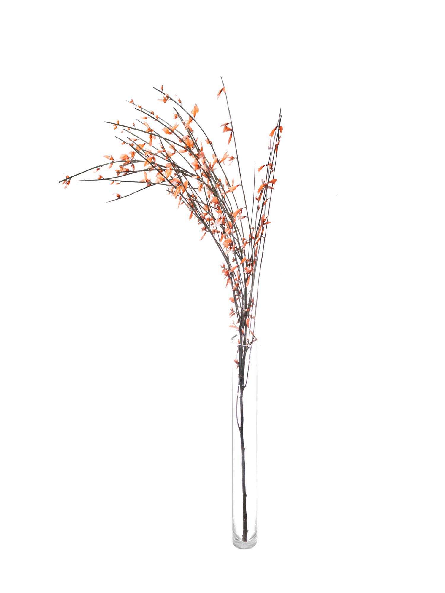 blumigo-zweige-ginster-orange-schnittblume-stiel image 3