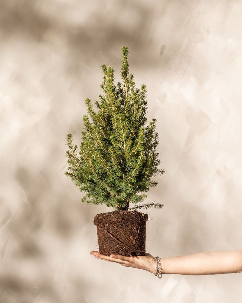 feey-amsterdam-zuckerhutfichte-picea-glauca-ohne-topf-zum-eingraben-winterhart image 8