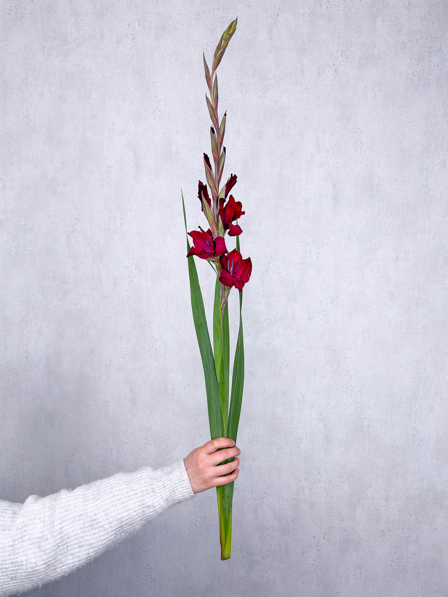 blumigo-gladiolen-dunkelrot-schnittblume-pro-stiel-frisch image 1