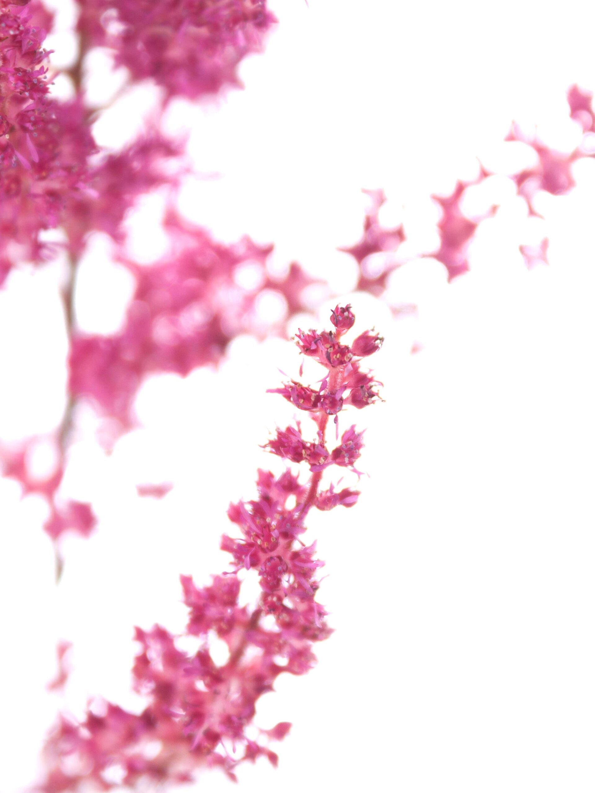 blumigo-blattwerk-astilben-else-schluck-schnittblume-beere image 4