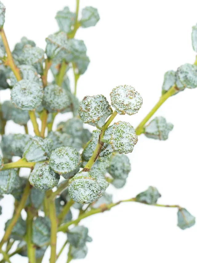 blumigo-eukalyptus-eukalyptusbeeren-schnittgr-n-silber-blau image 1