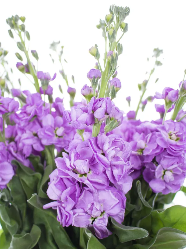 blumigo-levkojen-figaro-lavender-schnittblume-lila image 1