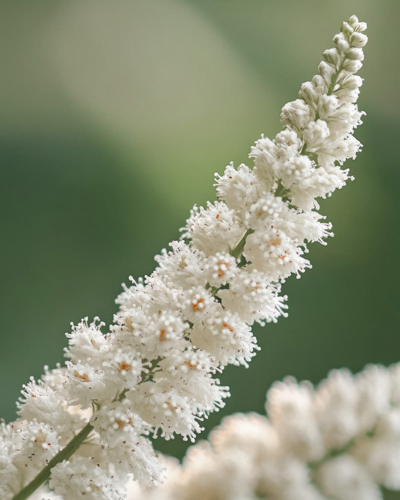 feey-amsterdam-astilbe-gartenpflanzen-wei-3-st-ck image 2