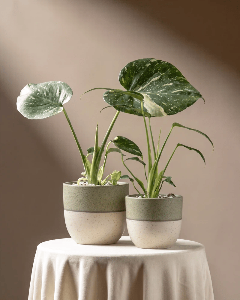 feey-variado-monstera-rarit-ten-duo-thai-flame-set image 6