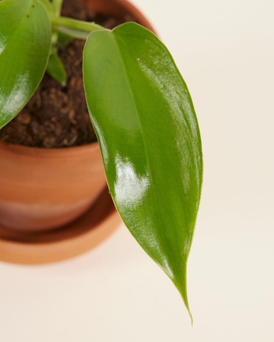 plnts-baby-philodendron-florida-beauty-zimmerpflanze-25cm image 3