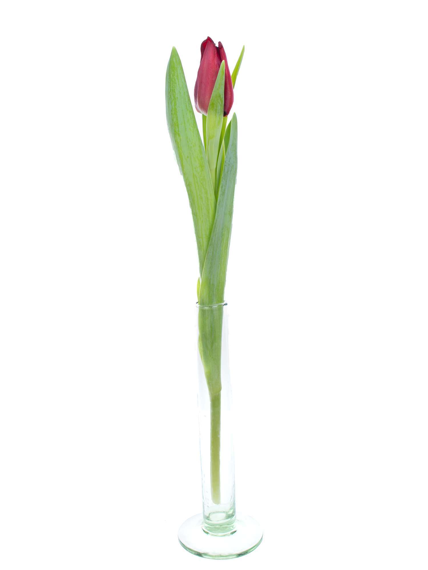 blumigo-tulpen-mascara-dunkelrote-schnittblume image 3