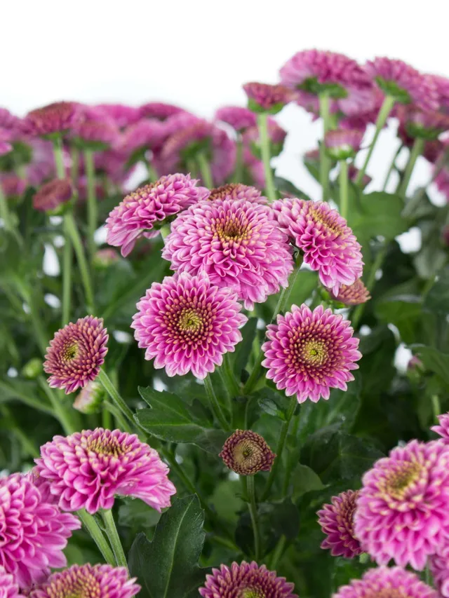 blumigo-chrysanthemen-santinis-jeanny-pink-schnittblumen image 1