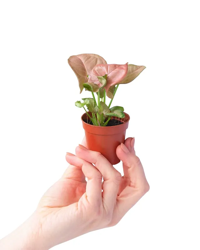plnts-baby-syngonium-neon-zimmerpflanze-6cm-topf-10cm image 1