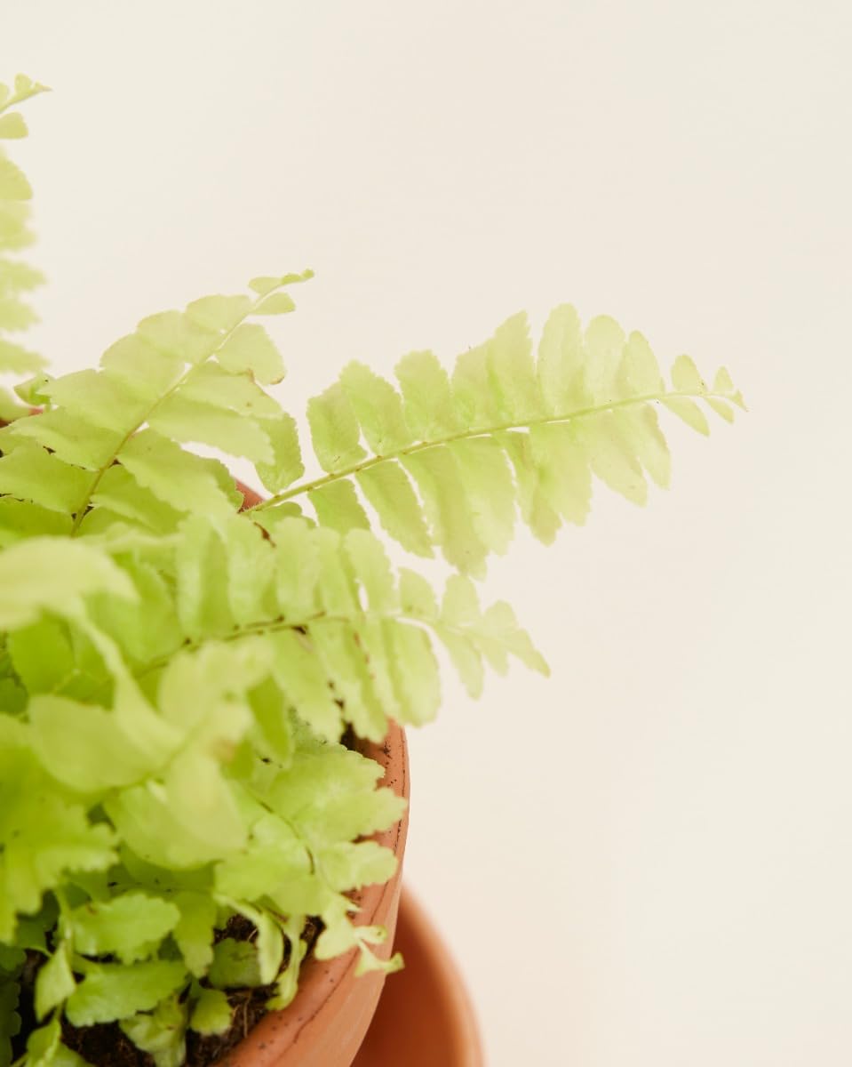 plnts-babyplnts-nephrolepis-blonde-schwertfarn-baby-10-cm image 4
