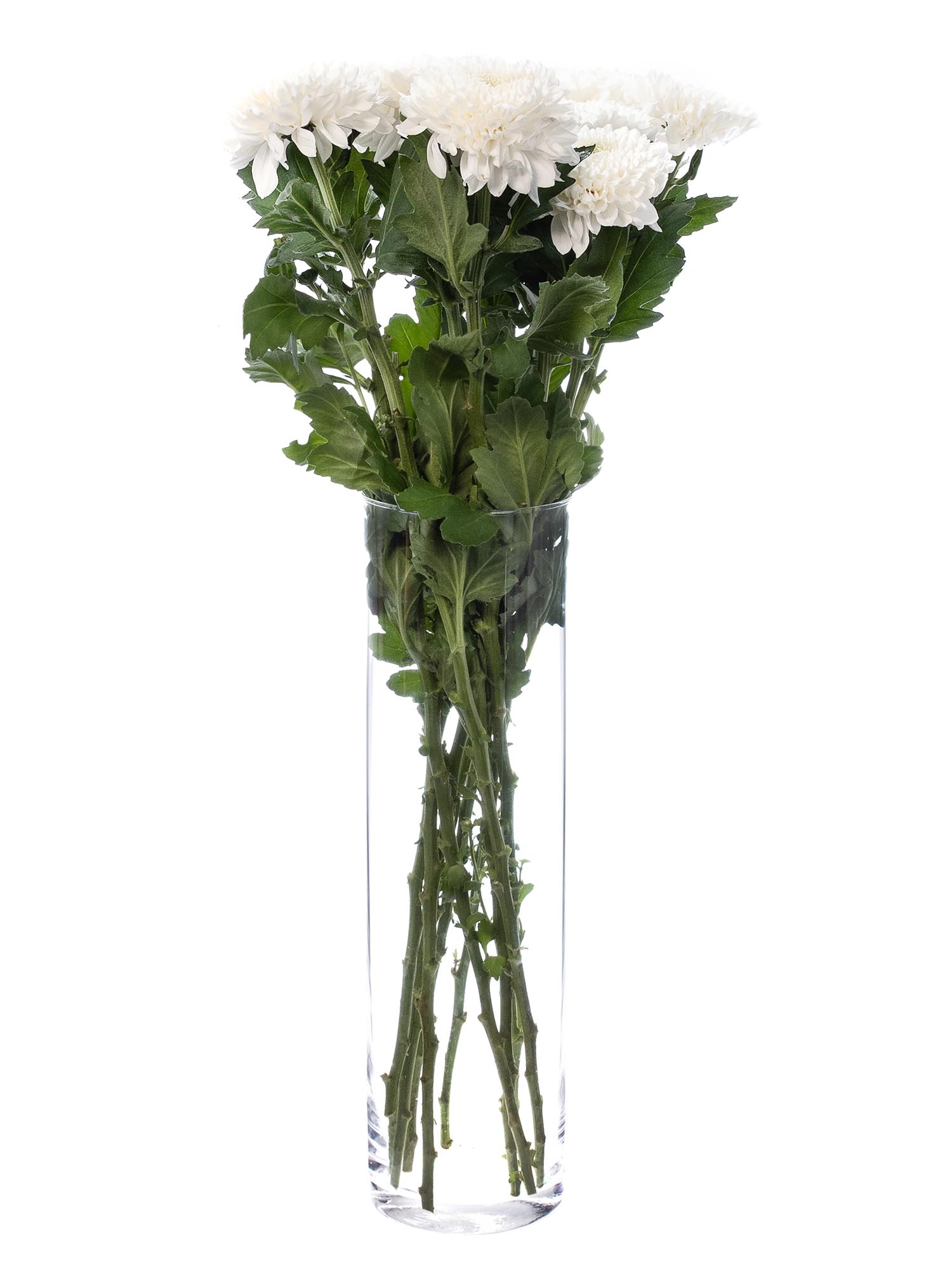 blumigo-chrysanthemen-evidence-schnittblumen-weiss image 2