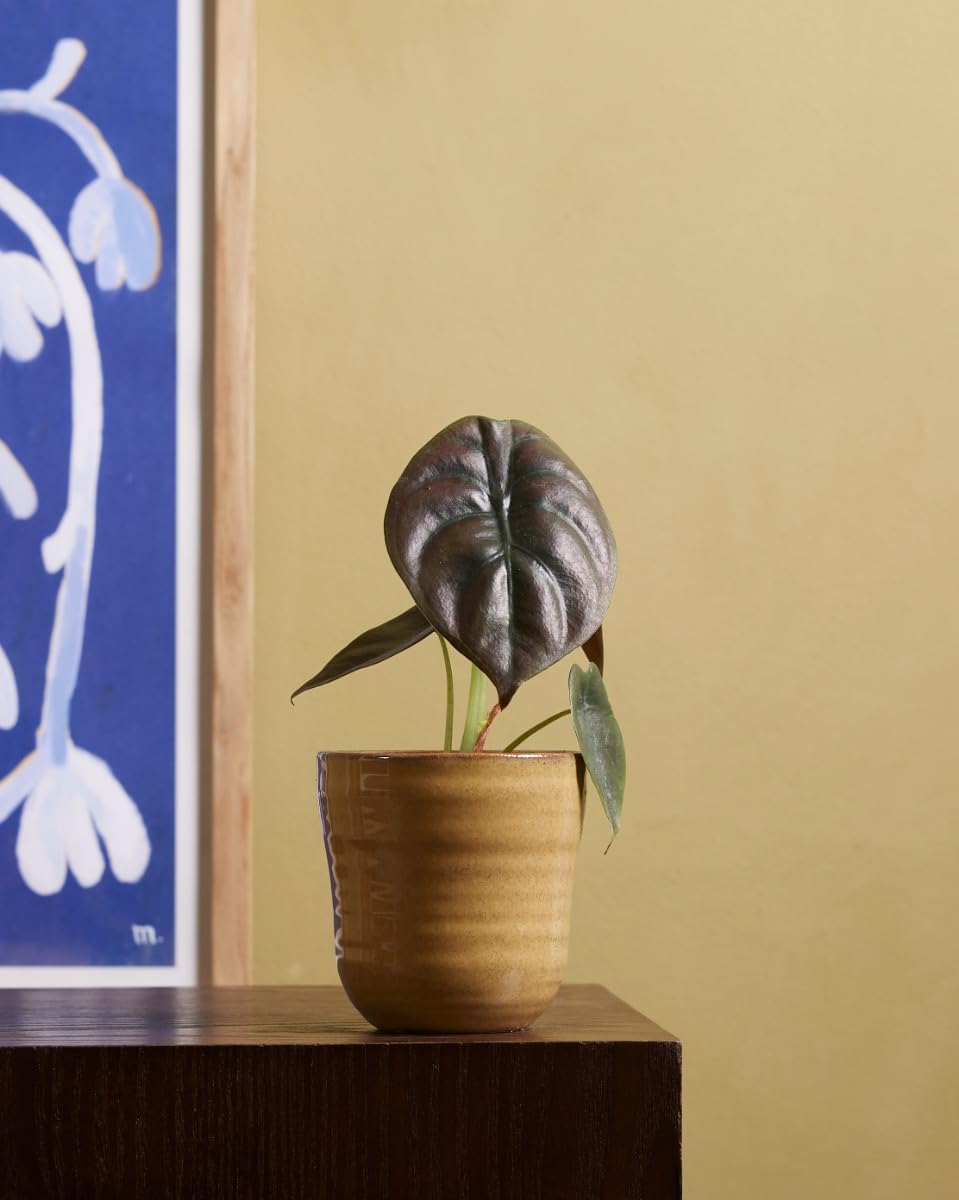 plnts-babyplnts-alocasia-red-secret-zimmerpflanze-20cm image 5