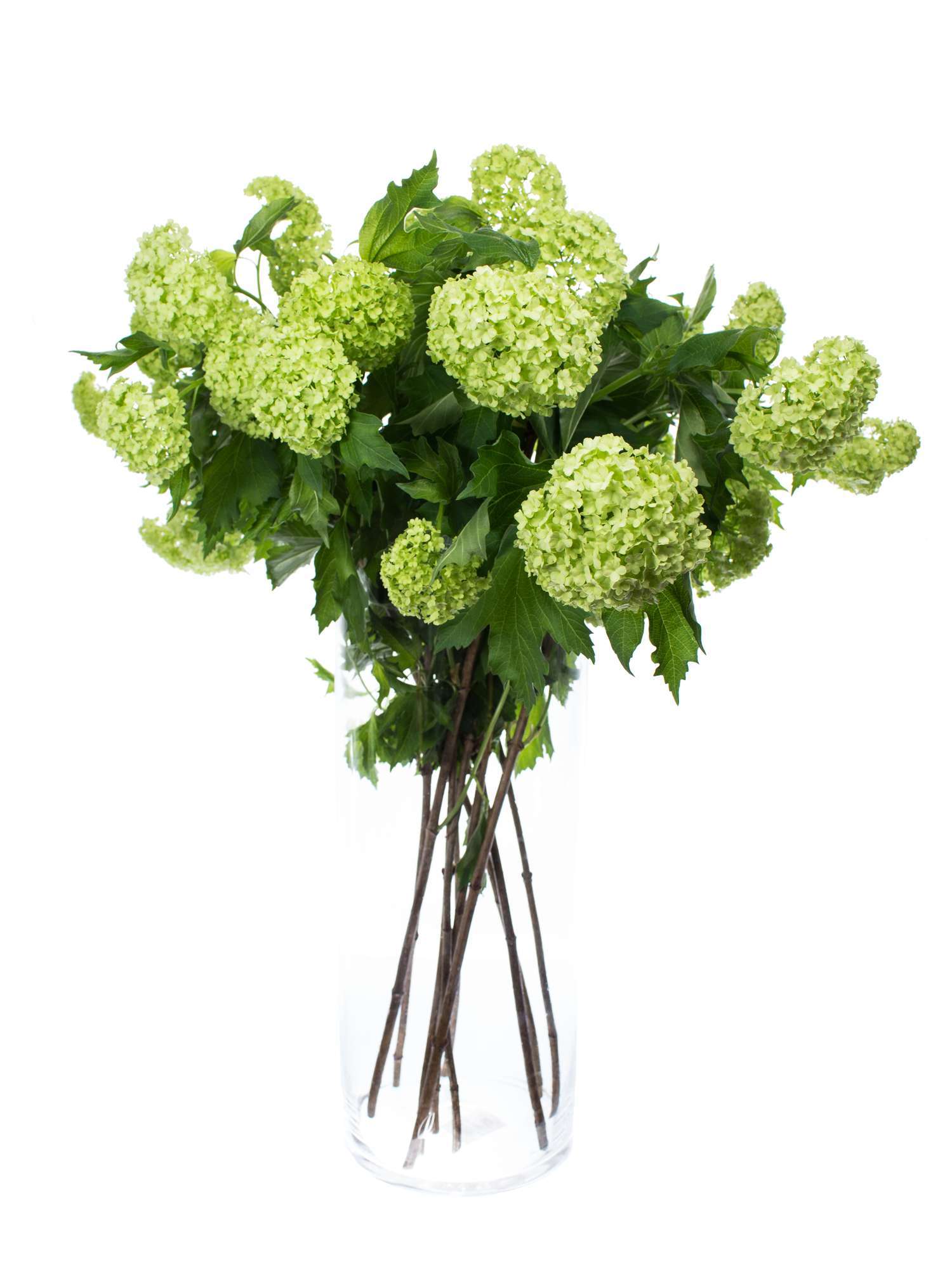 blumigo-rosen-viburnum-roseum-schneeball-schnittblume-gr-n image 2
