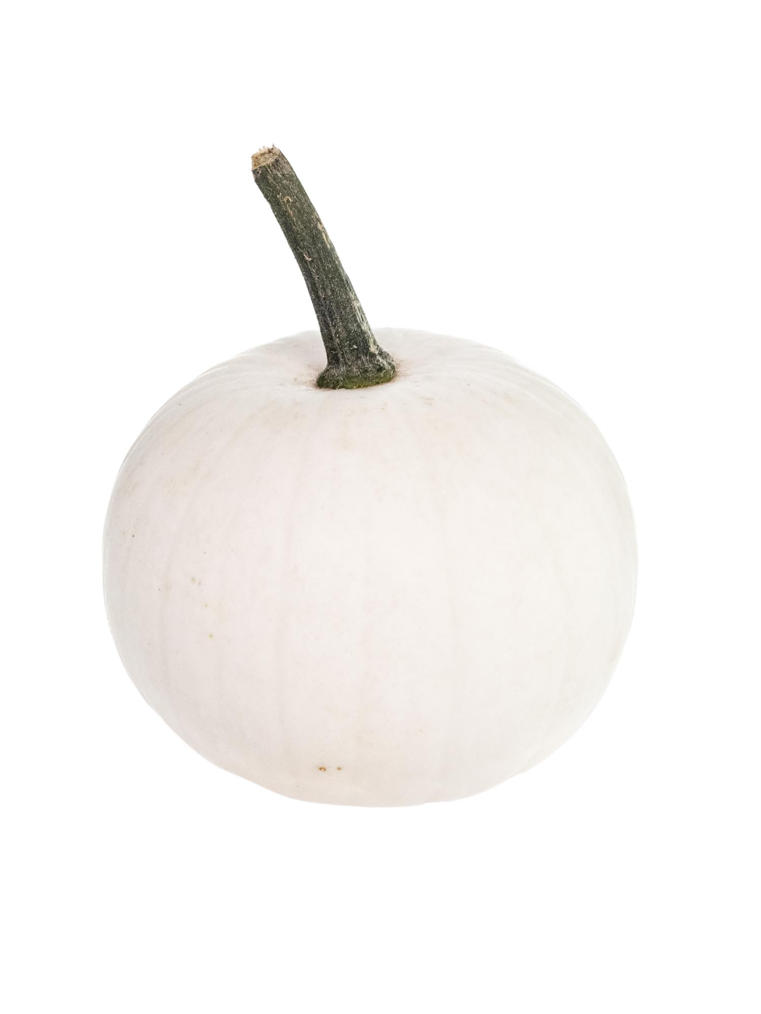 blumigo-zierk-rbis-snowball-wei-herbstdeko image 3