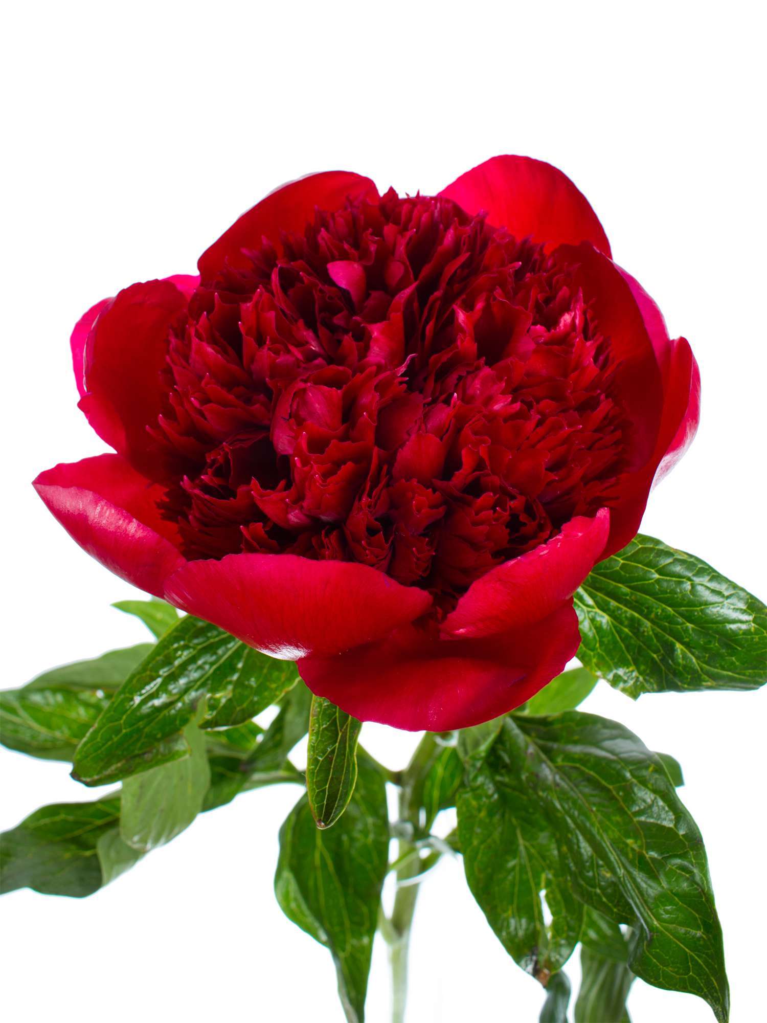 blumigo-pfingstrosen-red-charm-dunkelrot-schnittblume image 3
