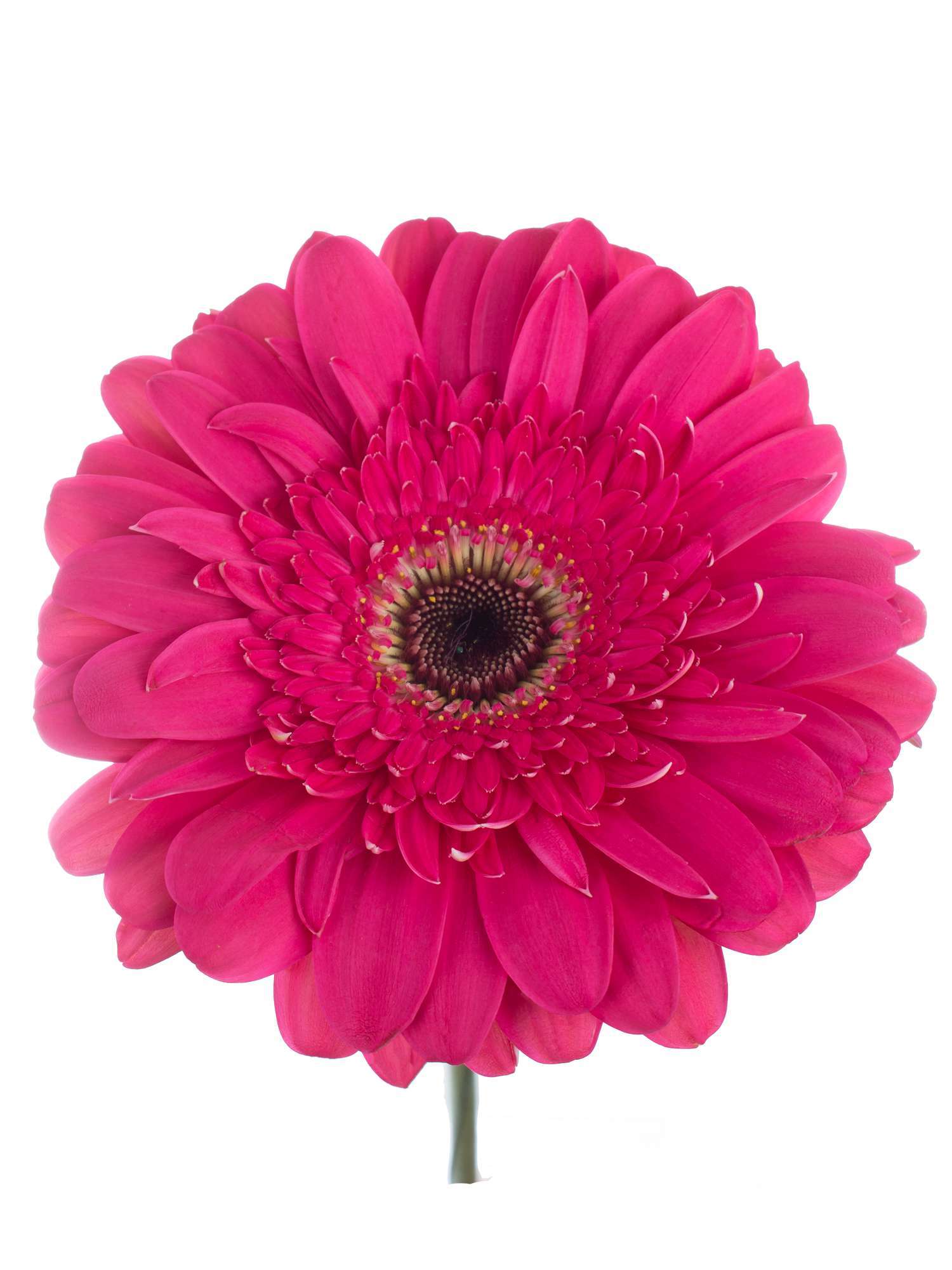 blumigo-gerbera-landmark-pink-schnittblume-einzelstiel image 1