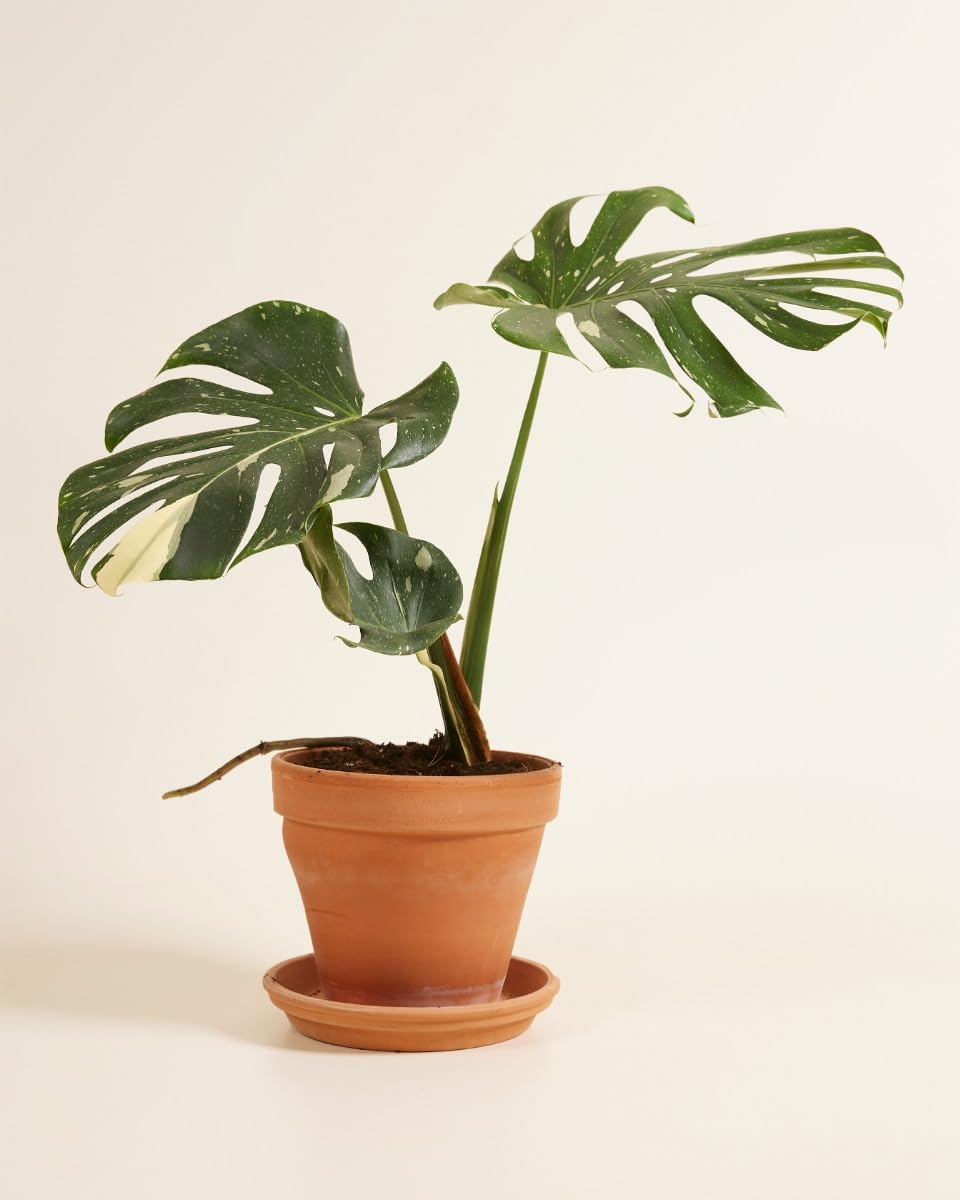 plnts-rareplnts-monstera-thai-constellation-60cm-15cm-topf image 2