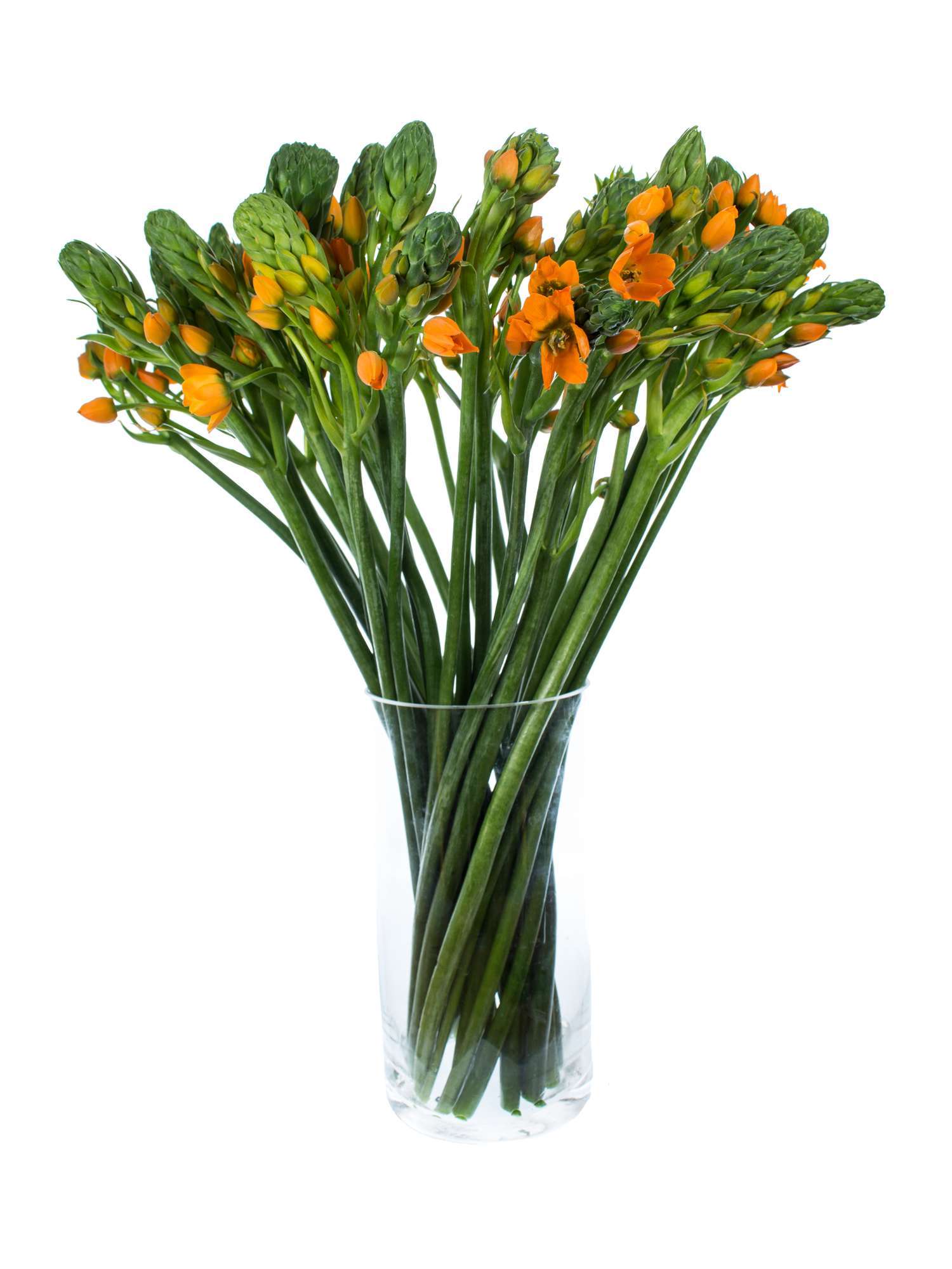 blumigo-ornithogalum-sunshine-schnittblume-orange image 2